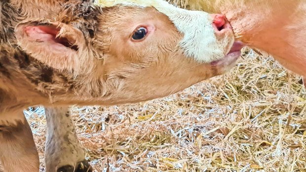 Nach der Geburt sollte das Kalb innert zwölf Stunden mindestens eine halbe Stunde an der Mutter trinken.