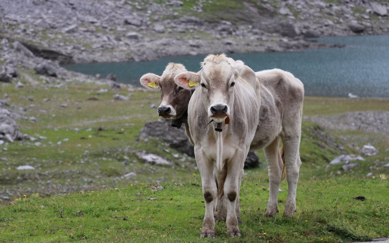 Zwei junge Rinder stehen auf der Bergweide, im Hintergrund ist ein Bergsee zu sehen.