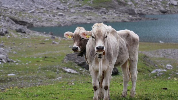 Zwei junge Rinder stehen auf der Bergweide, im Hintergrund ist ein Bergsee zu sehen.