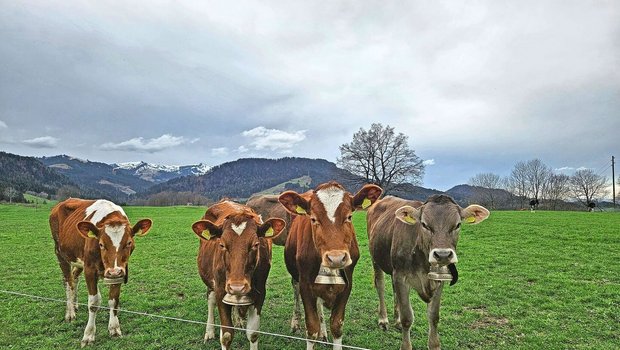 Ein zentrales Anlieg Ein zentrales Anliegen der Agrarpolitik 2030+ ist das Tierwohl. Das Projekt befindet sich in der Konkretisierungsphase.Bild: zVg