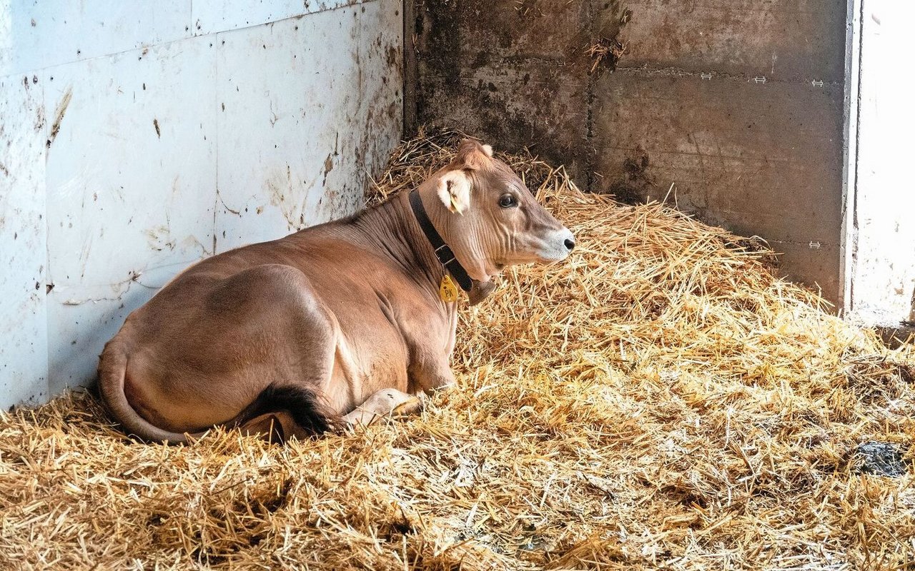 Ein junges Rind liegt in einer Bucht im Stall, auf Stroh.