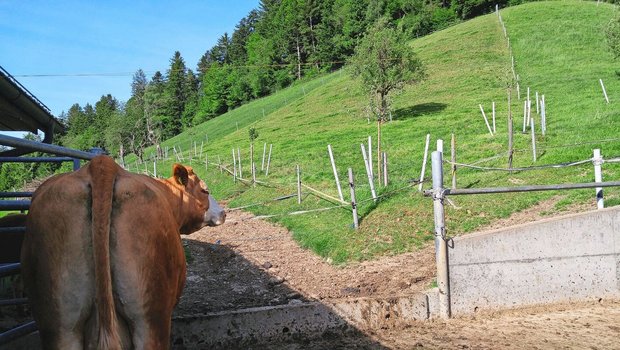 Kleine Koppeln mit häufigem Weidewechsel können die Weideeingänge schonen.