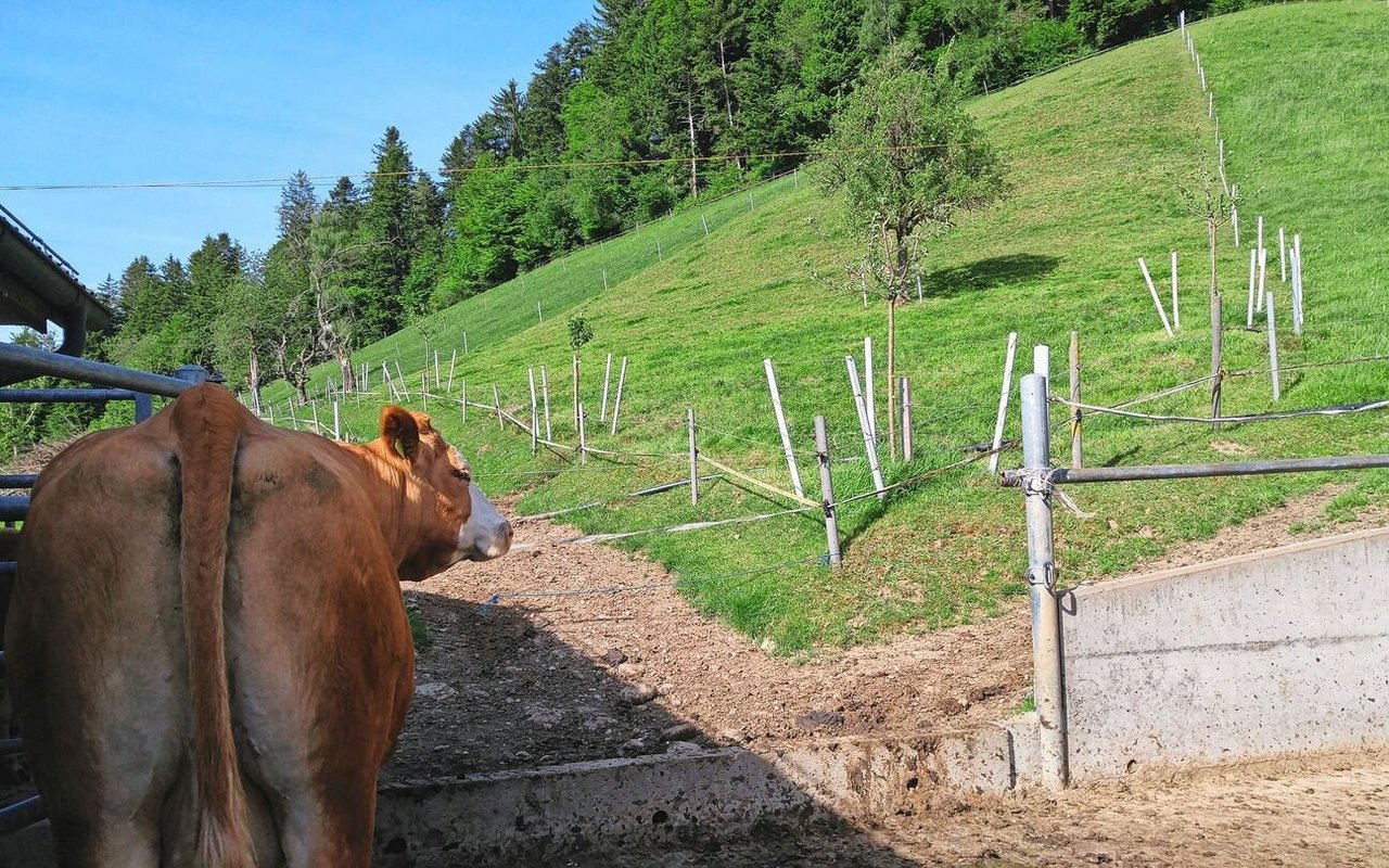 Kleine Koppeln mit häufigem Weidewechsel können die Weideeingänge schonen.