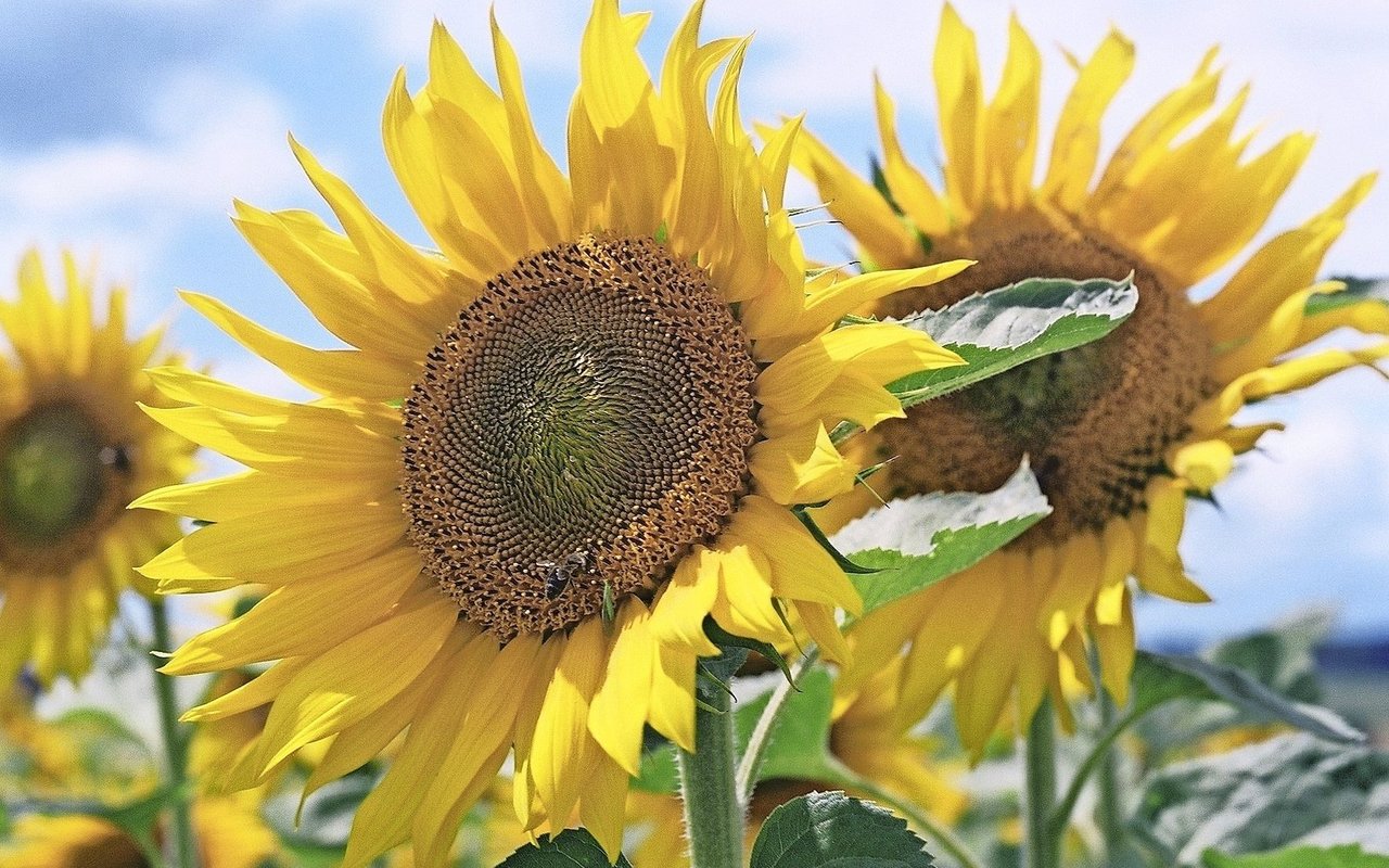 Im Vergleich zum Raps brauchen Sonnenblumen deutlich weniger Pflanzenschutzmittel. Schnecken sind die schlimmsten Schädlinge. 