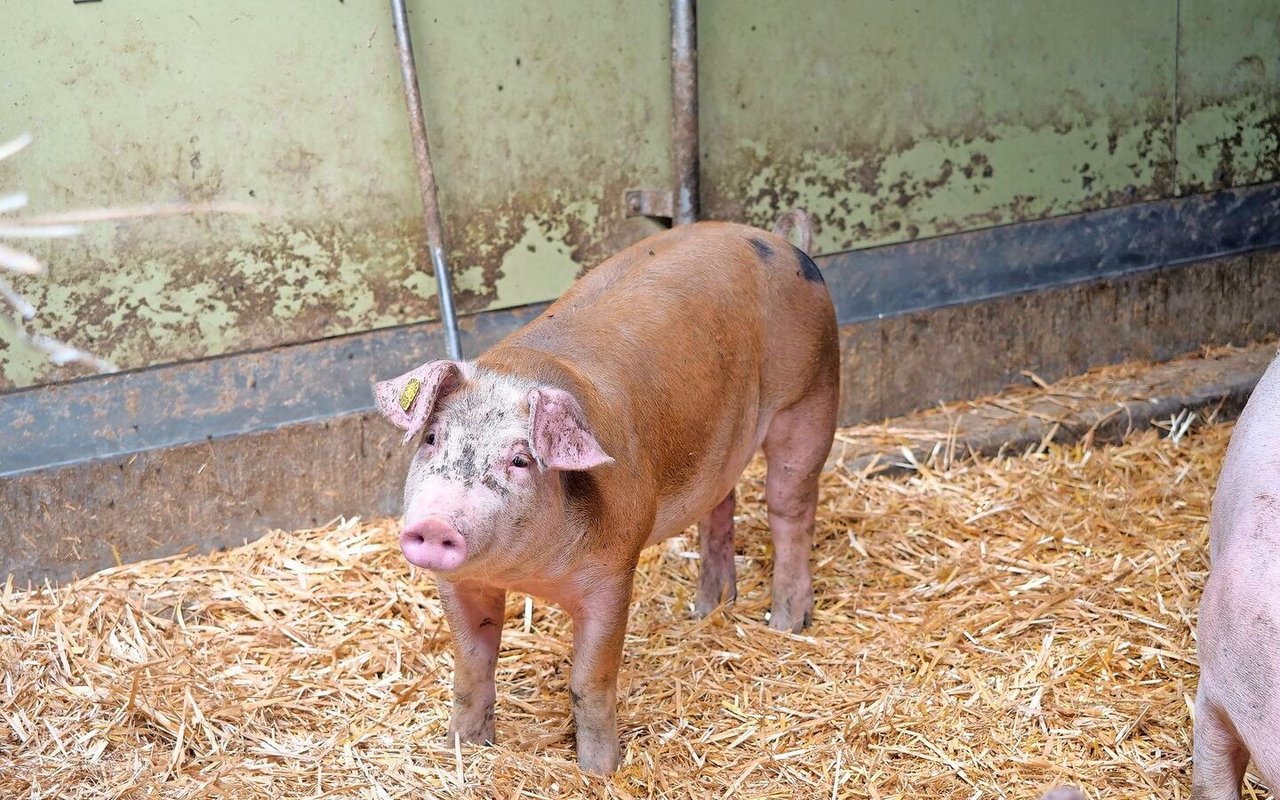 Hans Salvisberg achtet bei Duroc-Schweinen verstärkt darauf, nicht zu spät zu schlachten, damit die Tiere nicht verfetten.