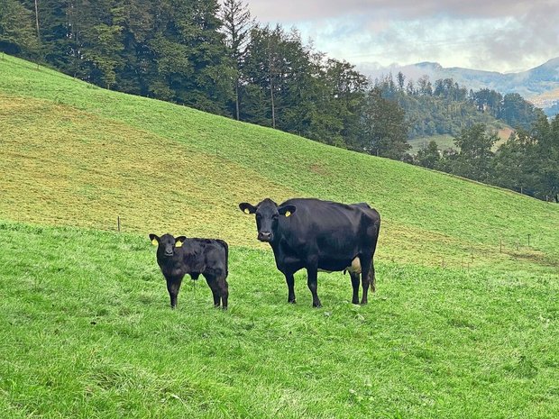 Ein schwarzes Kalb steht neben seiner Angus-Mutterkuh auf der Weide.