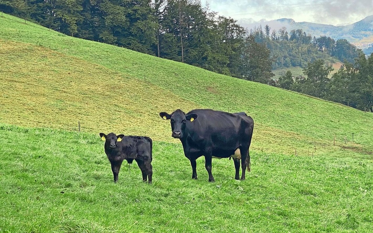 Ein schwarzes Kalb steht neben seiner Angus-Mutterkuh auf der Weide.