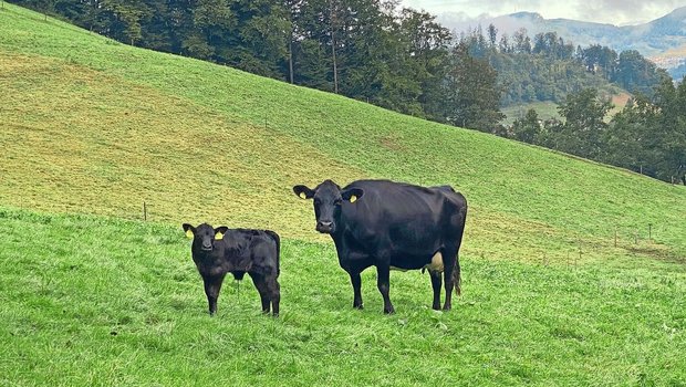 Ein schwarzes Kalb steht neben seiner Angus-Mutterkuh auf der Weide.