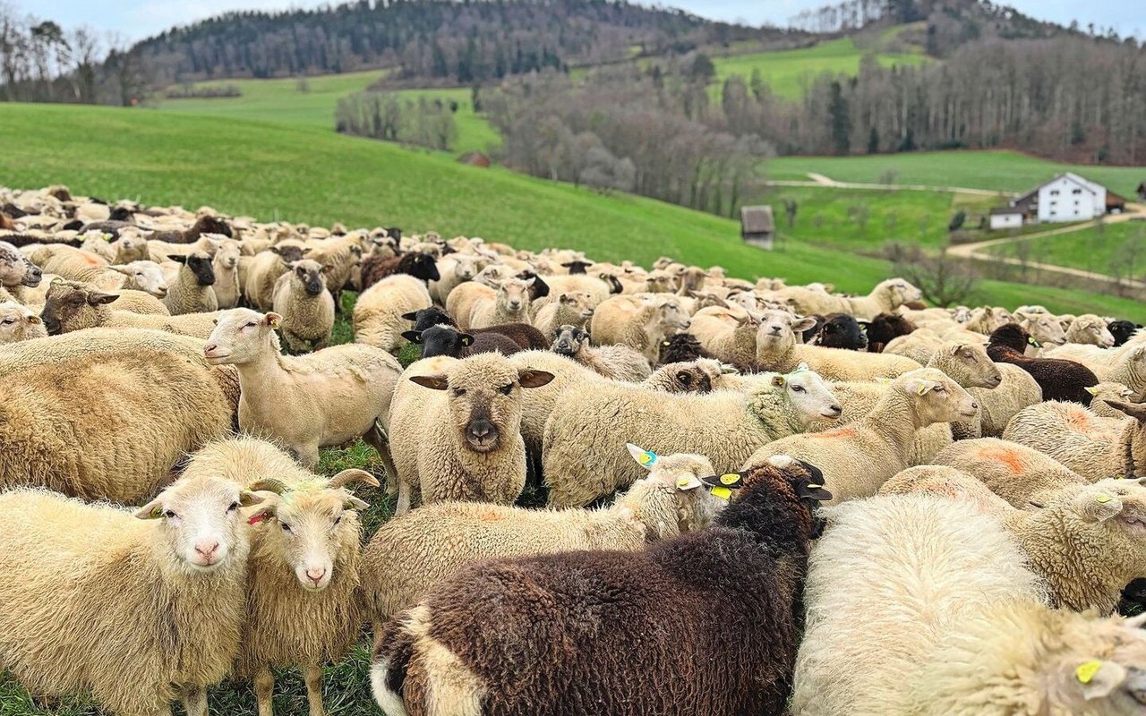 Eine Herde Schafe steht auf der Weide.