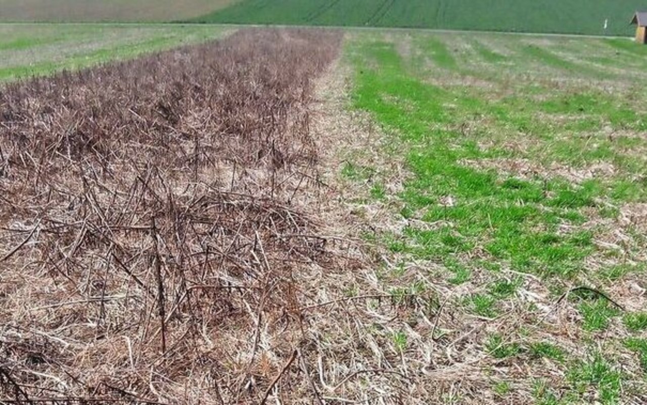 Frühling: links die unbearbeitete abgefrorene Gründüngung. Rechts: Nach Bearbeitung mit der Messerwalze im Herbst konnte die Ausfallgerste überwintern.