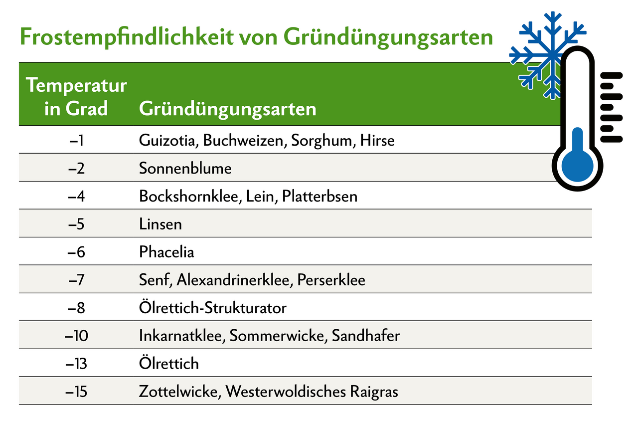 Arten wie Guizotia und Buchweizen frieren sofort ab. Arten wie Wicke und Ölrettich brauchen deutlich tiefere Minustemperaturen. Grundsätzlich gilt, je grösser die Pflanze in den Winter geht, desto besser friert sie ab.