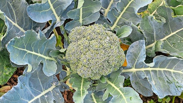 Ein typisches Sympto Ein typisches Symptom von Hitzestress bei Brokkoli sind hellgrüne Flecken auf der Blume, Katzenaugen genannt.