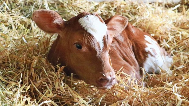 Ein tiefes Strohbett Ein tiefes Strohbett sorgt dafür, dass sich die Kälber einnisten können. So entsteht ausreichend Wärme, die die Tiere vor Krankheiten schützt.