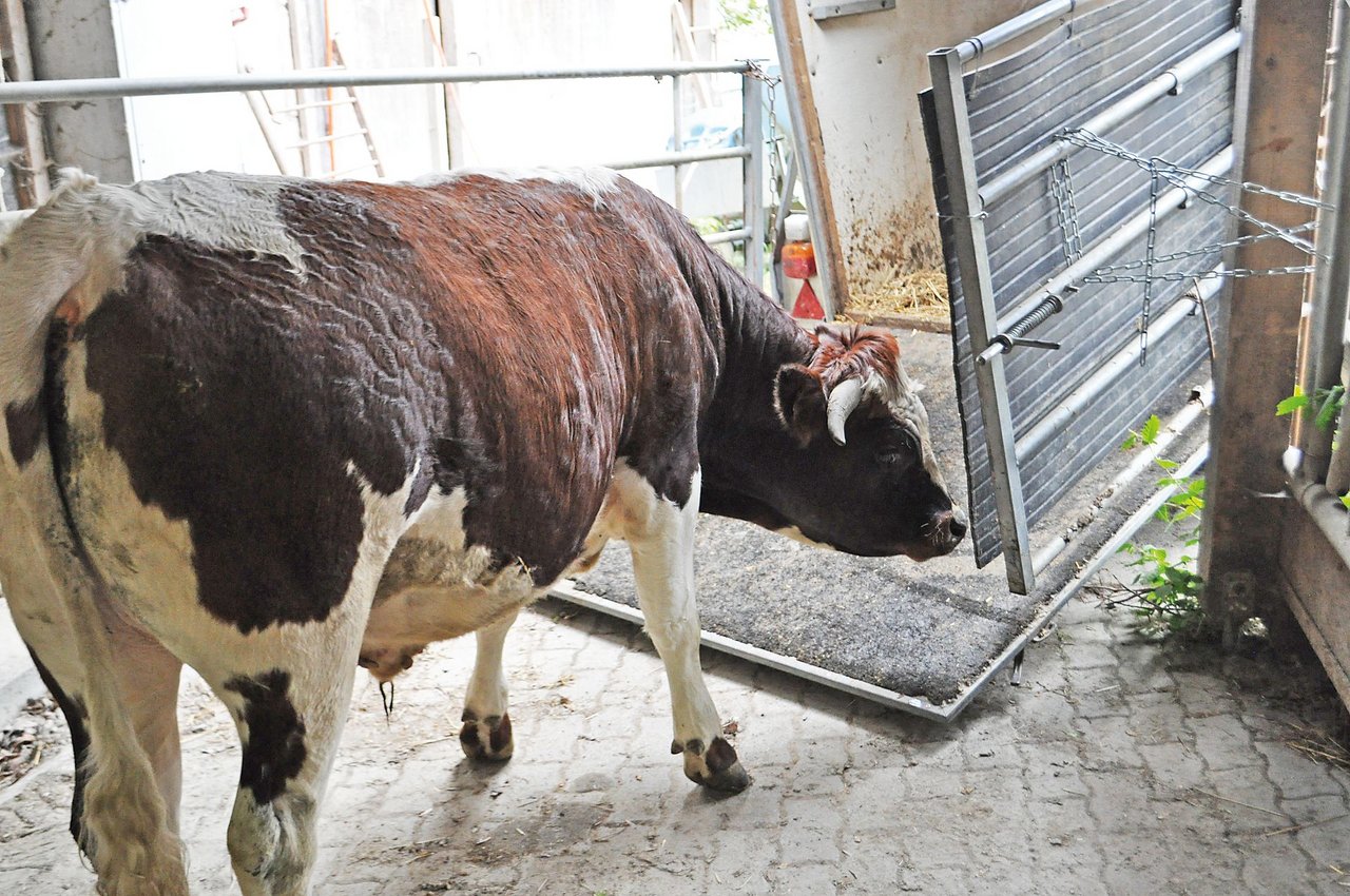 Pierro beriecht schon am Vortag des Transports den Anhänger.Bild: Fam. Buchli