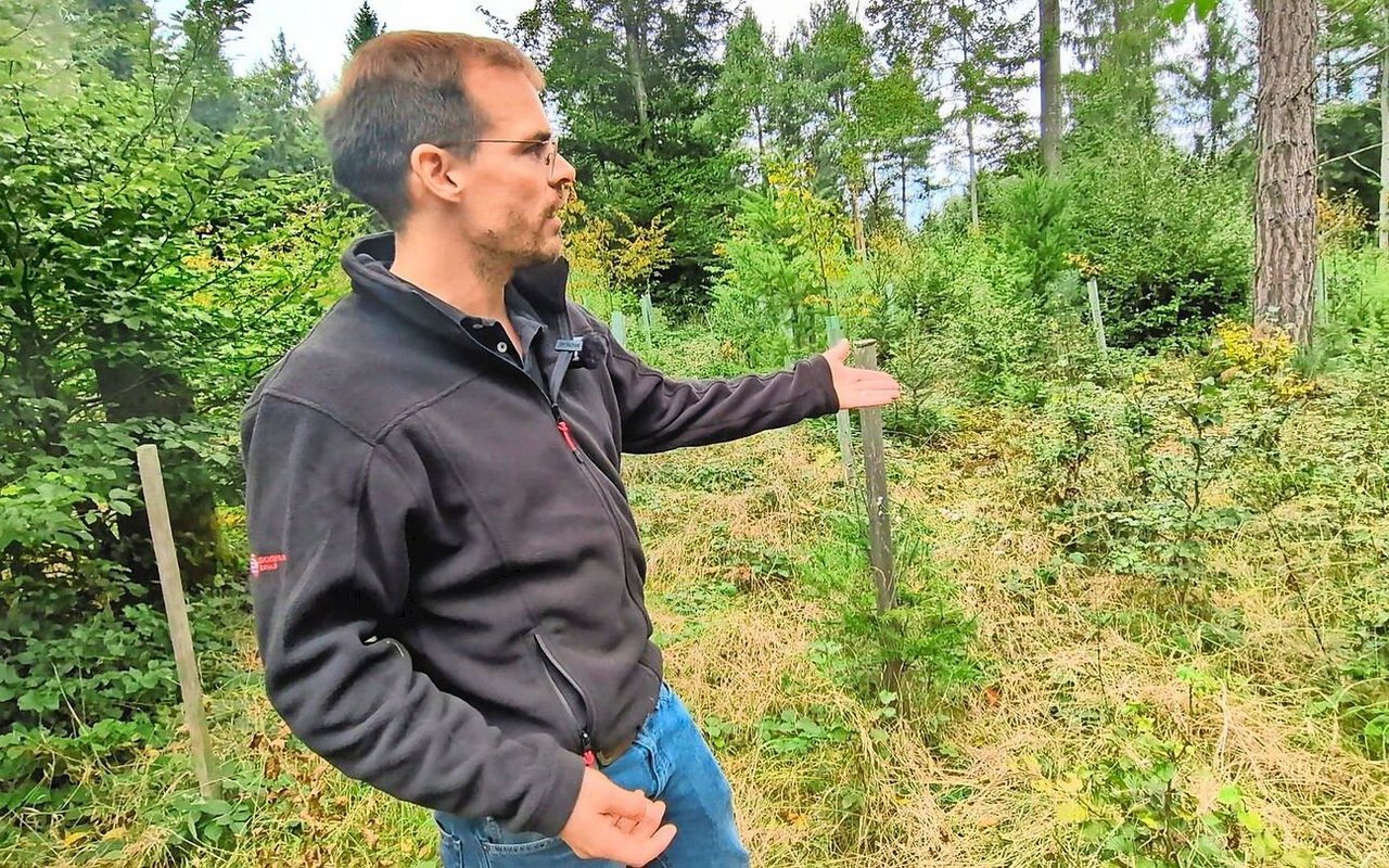 Philipp Egloff erklärt, dass jeder gepflanzte Jungbaum zwischen 15 und 20 Franken kostet.