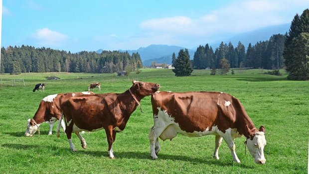 Möchte ein digitales Brunsterkennungssystem auch auf der Weide eingesetzt werden, muss der Empfang der Sensordaten sichergestellt werden.