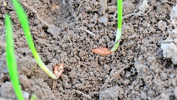 Im Boden spielen physikalische, chemische und biologische Faktoren zusammen. Die Kationenaustauschkapazität (KAK) ist ein Mass für die potenzielle Bodenfruchtbarkeit, berücksichtigt aber nicht den aktuellen pH-Wert. 