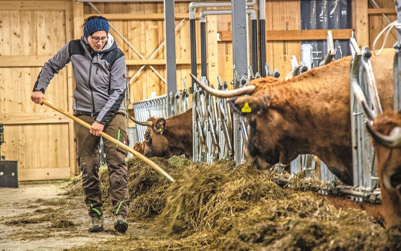 Von ihren 70 Rindern fällt viel Gülle an, welche Rebekka Strub mit Pflanzenkohle aufwertet. 