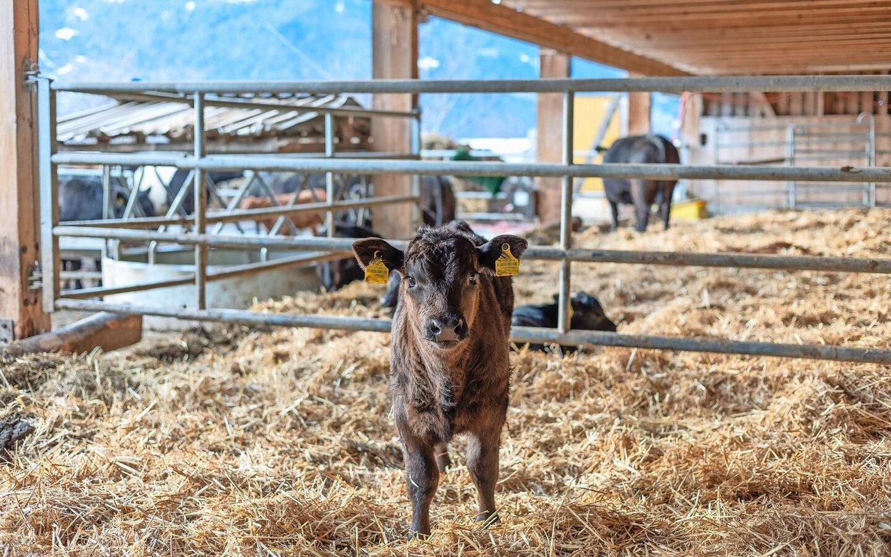 Sohn Roman setzt weiterhin auf die Haltung von Mutterkühen.