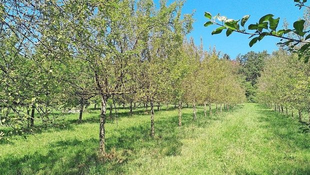 Die Apfelsorte Otava ist hochanfällig für Marssonina. Hier zu sehen: bereits starker Blattfall an einem Standort in Rickenbach ZH. 