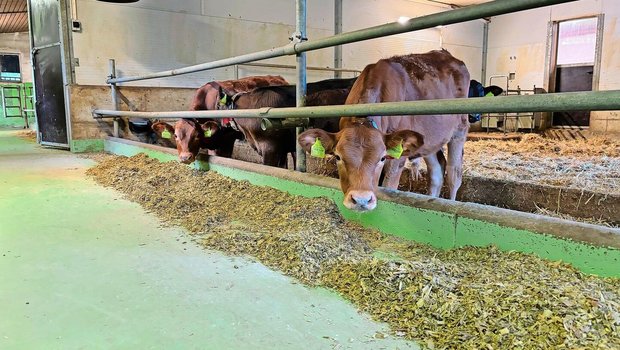 Wo früher die Läger der Milchkühe waren, finden sich nun zwei Tiefstreubuchten für die Kälber. Zusätzlich wurde eine Lüftung installiert, deren Abluft am Futtertisch abgeführt wird. 