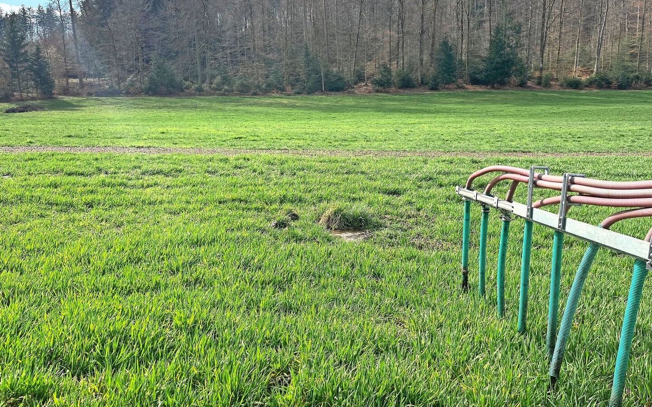 Wird die erste Düngergabe im Frühjahr in Form von Gülle ausgebracht, kann es sich trotzdem lohnen, Mineraldünger mit schnell verfügbarem Stickstoff und Schwefel zu ergänzen. Die Nährstoffe aus der Gülle müssen zuerst im Boden umgewandelt werden.