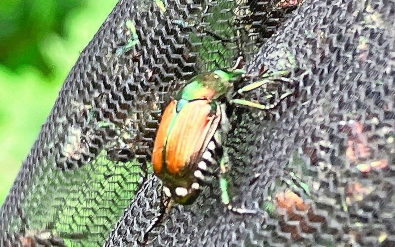 Die Lockstofffalle mit Insektizid-Netz wirkt zuverlässig, jedoch ist sie räumlich nur sehr begrenzt einsetzbar.