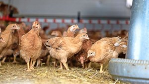 Die braunen Masthühner gehen im Stall auf und ab.