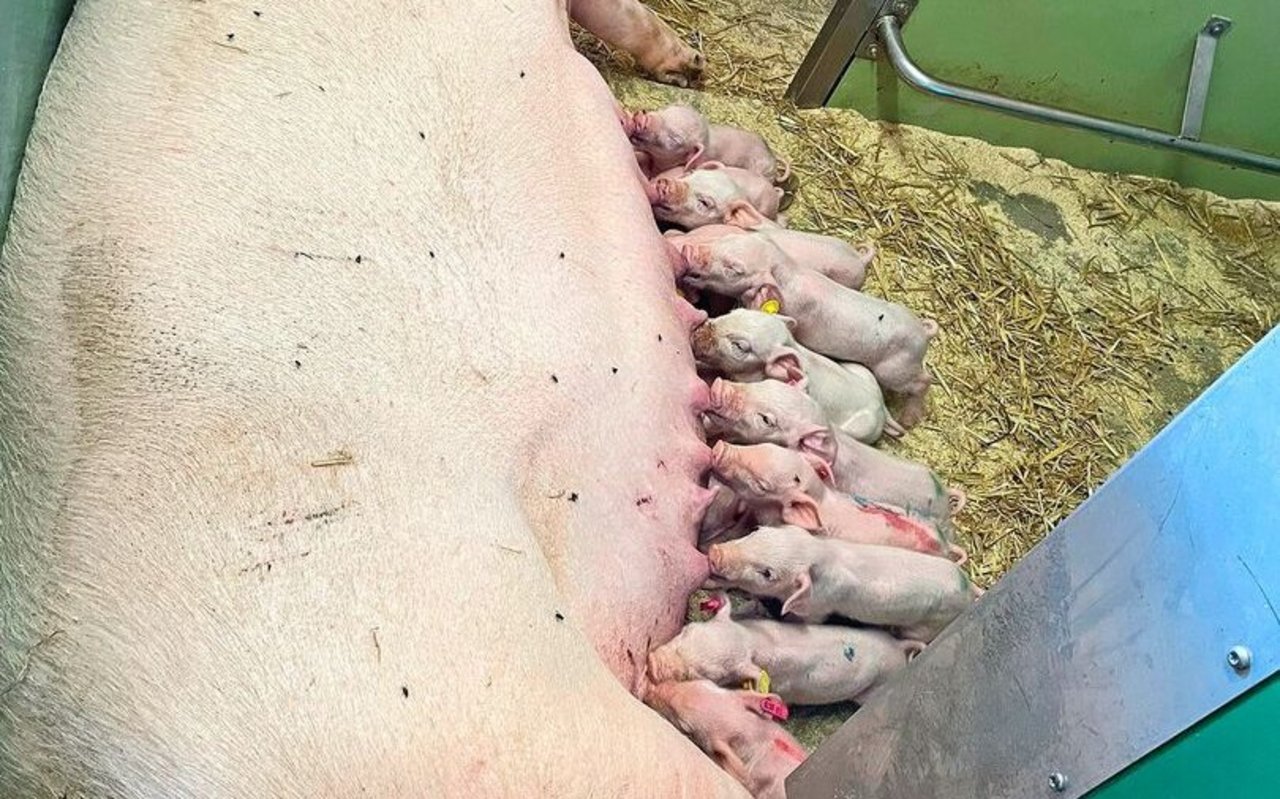 Eine Sau säugt ihre Ferkel im Stall.