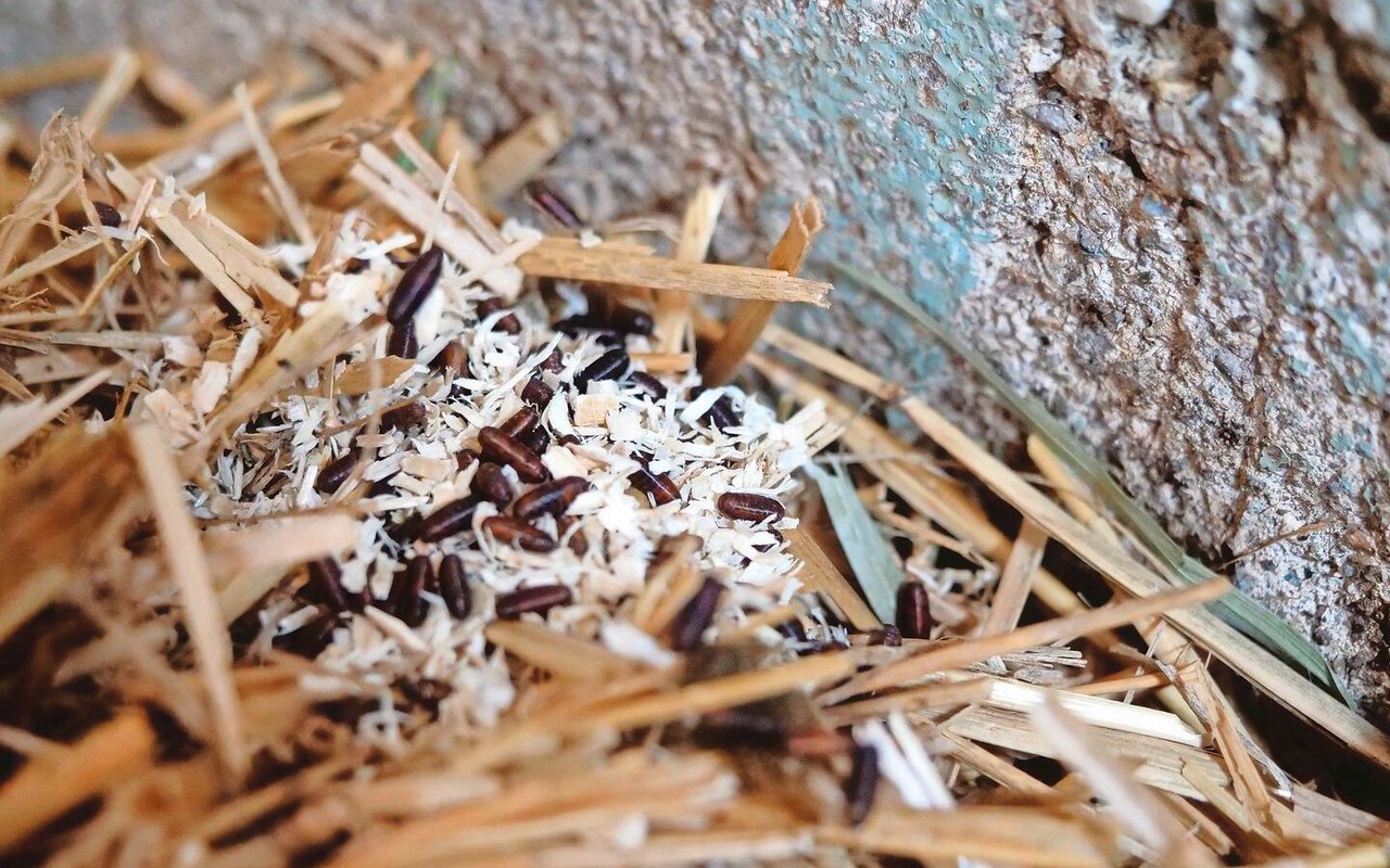 Fliegenpuppen, parasitiert mit Schlupfwespen, liegen im Stroh.