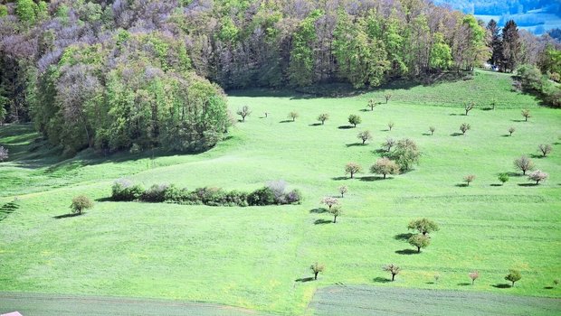 Eine Hecke zur Biodiversitätsförderung muss mindestens zehn Meter lang sein. In einem Jahr darf aber nur ein Drittel der Länge gepflegt werden.