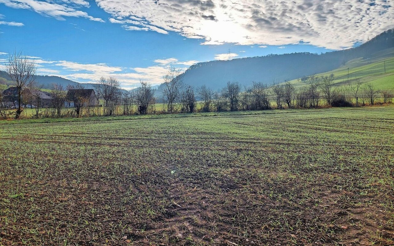 Durch die selektive Heckenpflege bekommt die Hecke aufgrund der verschiedenen Schnitthöhen eine Art 3D-Effekt.