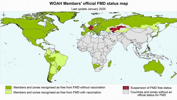 Offiziell MKS-freie Regionen sind grün markiert (Stand Januar 2025).