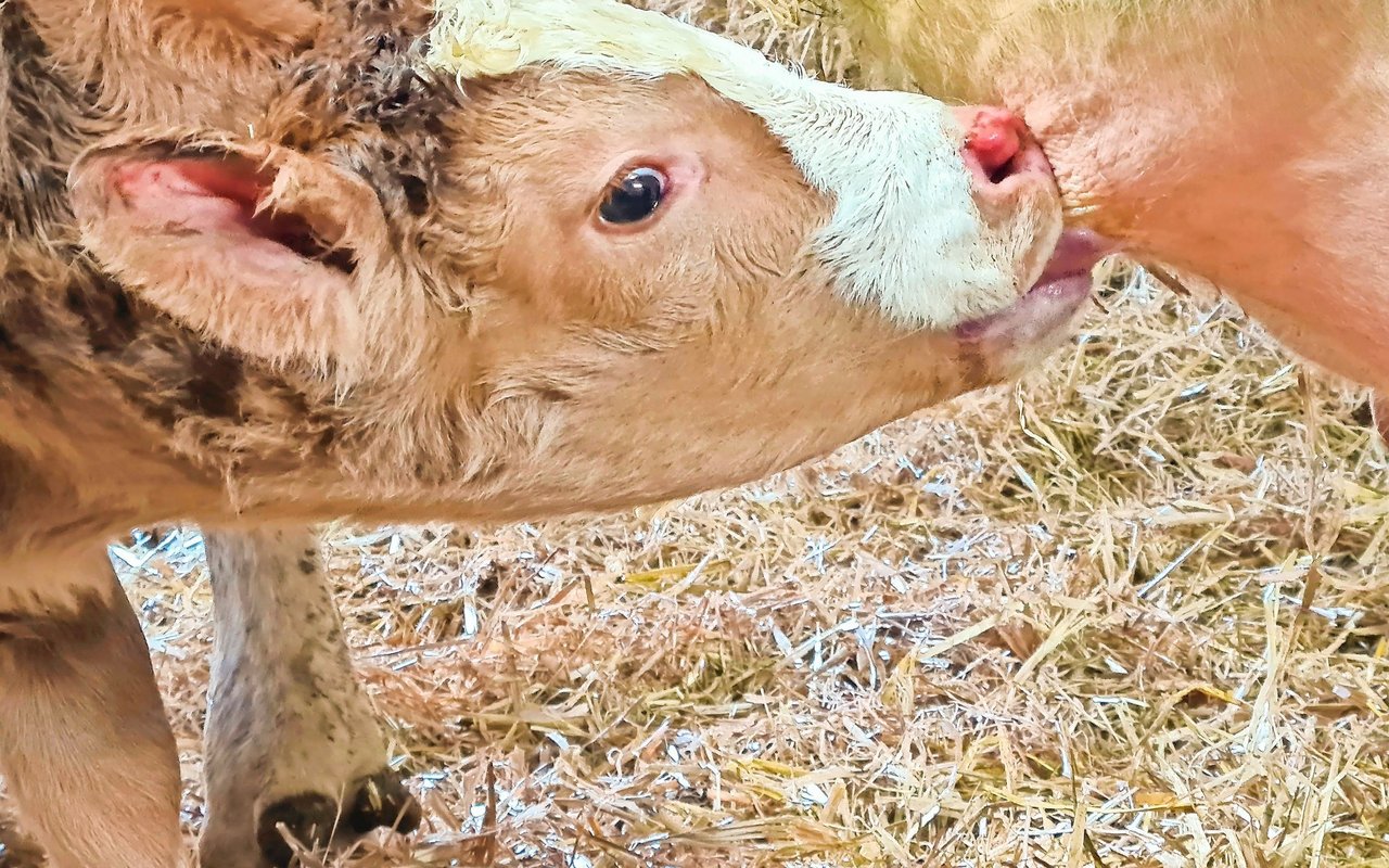 Nach der Geburt sollte das Kalb innert zwölf Stunden mindestens eine halbe Stunde an der Mutter trinken.