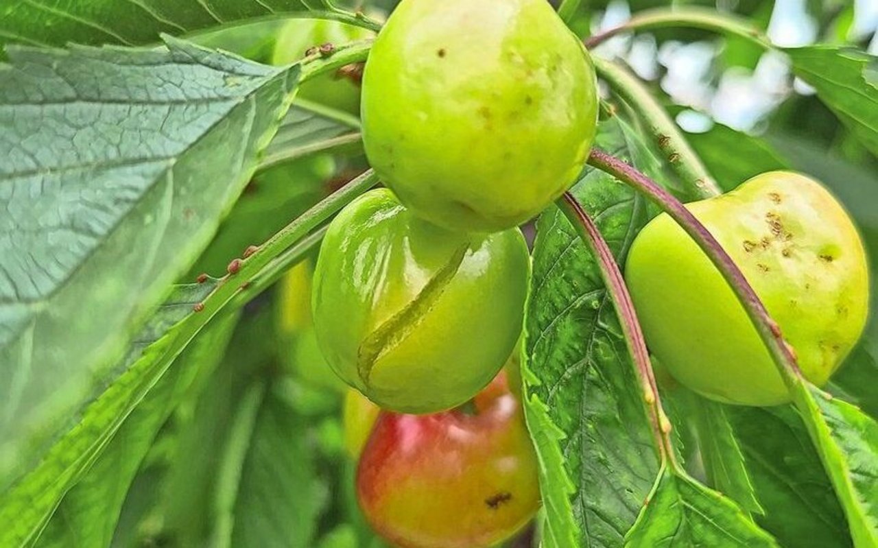 Eine zu hohe Wasseraufnahme über die Wurzel kann zu erhöhtem Wassergehalt in der Frucht und schliesslich zum Platzen der Kirsche führen.