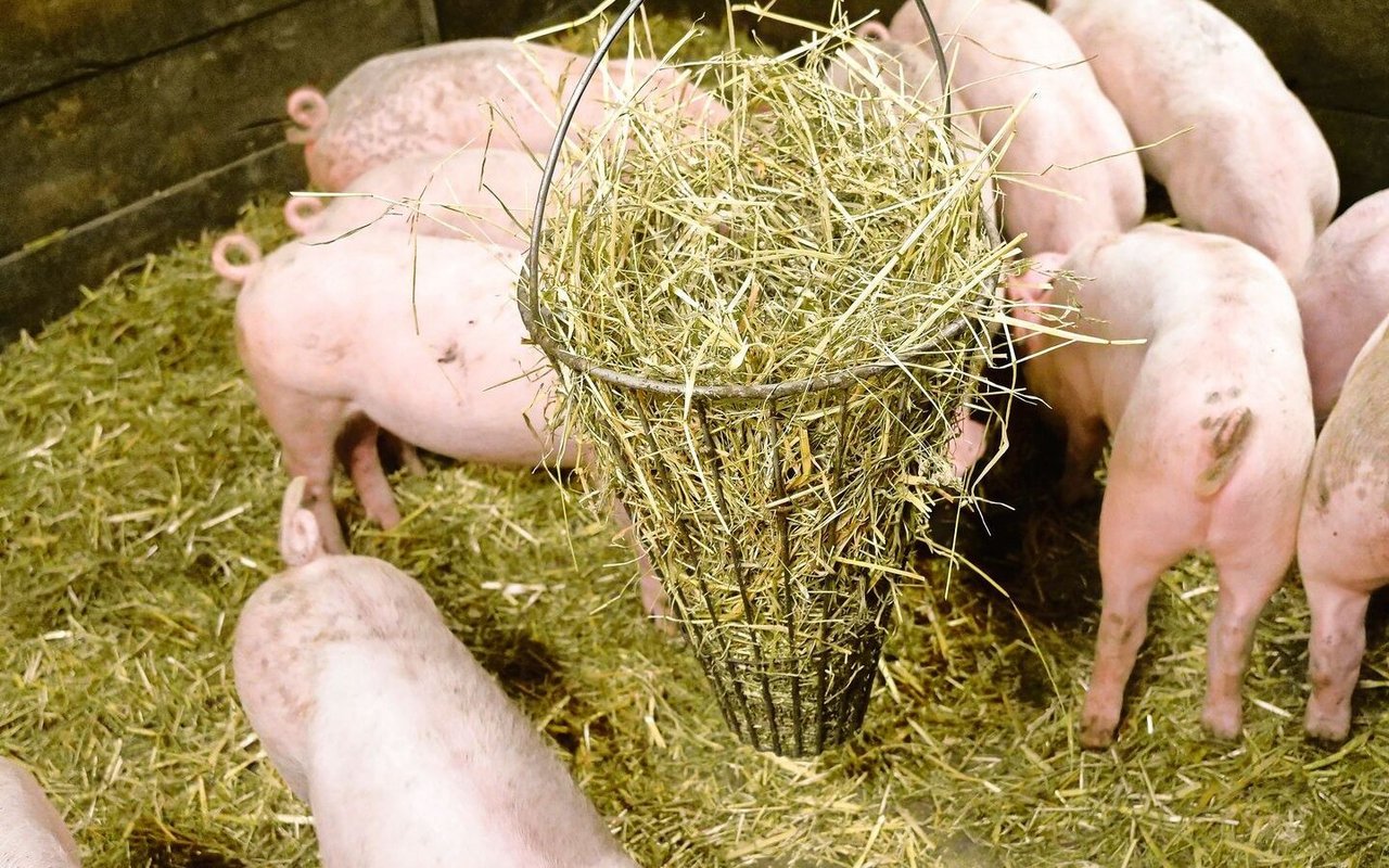 Hanspeter Minger bietet seinen Schweinen nebst Heu auch Pflanzenkohle an, um Schadstoffe im Darm zu binden.