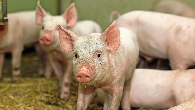 Gesunde Ferkel dank Gesunde Ferkel dank gutem Management und gezielter züchterischer Selektion.