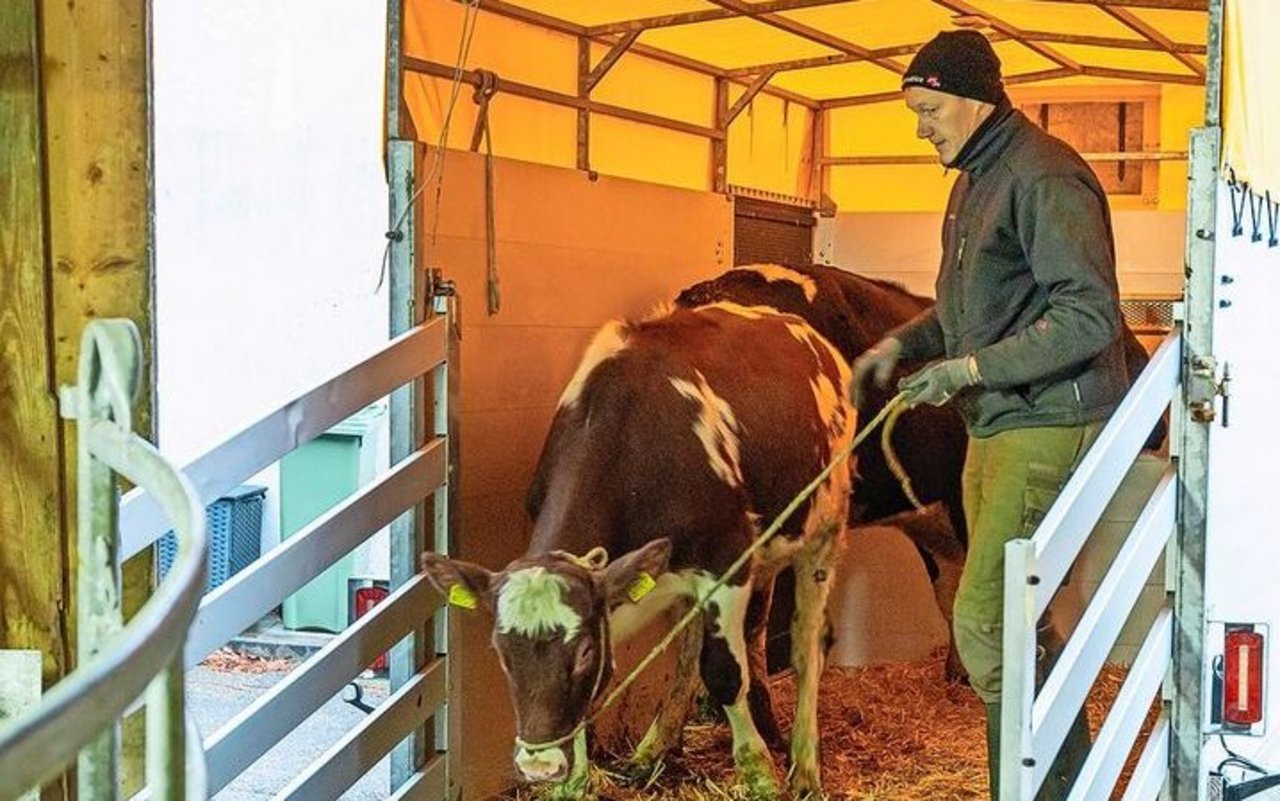 Regionale Metzgereien ermöglichen kurze Transportwege und Anlieferung durch den Landwirt.