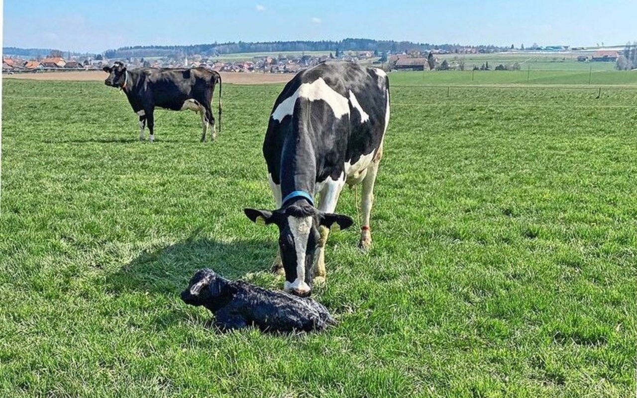 Eine Holstein-Kuh steht auf der Weide und schleckt ihr neugeborenes Kalb ab.
