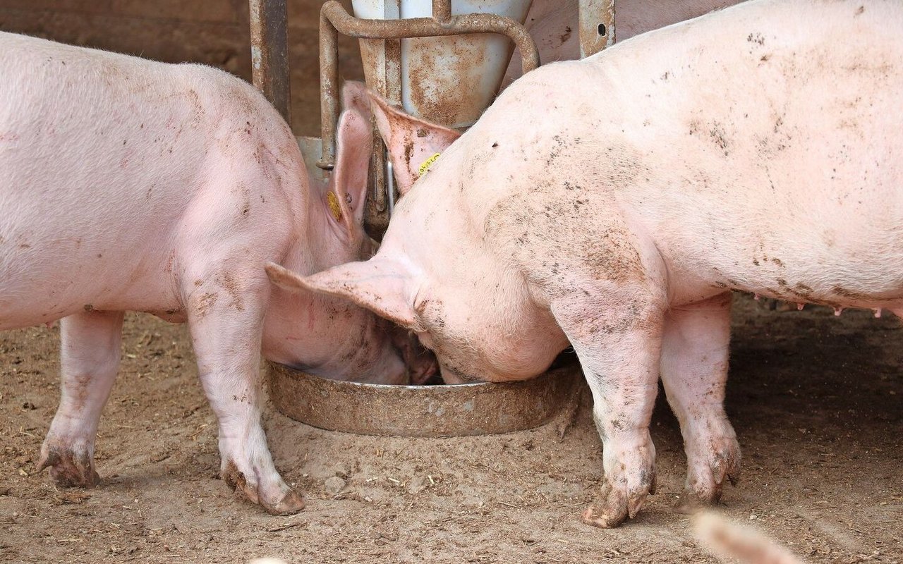 Zwei Schweine fressen aus der Futterschale im Stall.