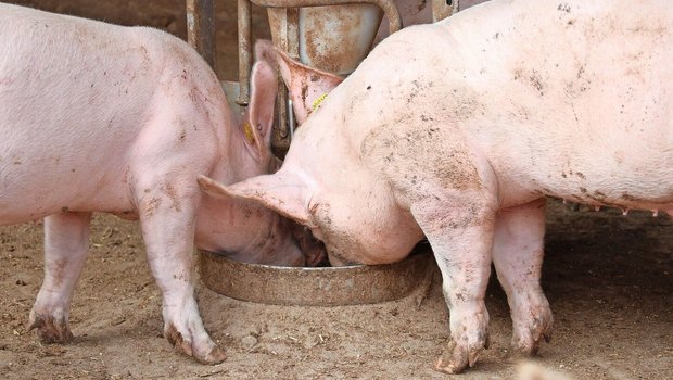 Zwei Schweine fressen aus der Futterschale im Stall.