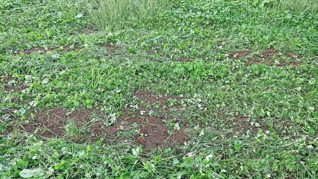 Im Herbst noch qualitativ gute Silage zu produzieren, ist oft schwierig, weswegen einige Punkte beachtet werden müssen. Bild: BBZN