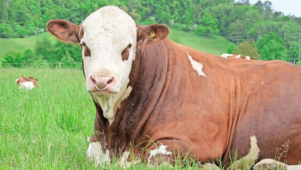 Die Änderungen in der Tierzucht betreffen nicht nur das Rindvieh. Der Bundesrat will, dass für Förderbeiträge wissenschaftlicher gearbeitet wird.