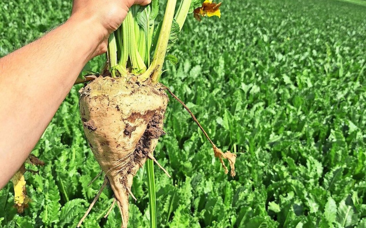 Trotz der widrigen Startbedingungen ist die Zuckerrübe in der Lage, Wachstumsrückstände wieder etwas zu kompensieren.Bild: Matthias Lüscher