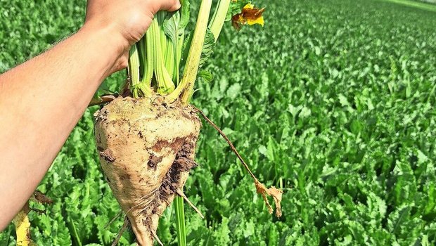 Trotz der widrigen Startbedingungen ist die Zuckerrübe in der Lage, Wachstumsrückstände wieder etwas zu kompensieren.Bild: Matthias Lüscher