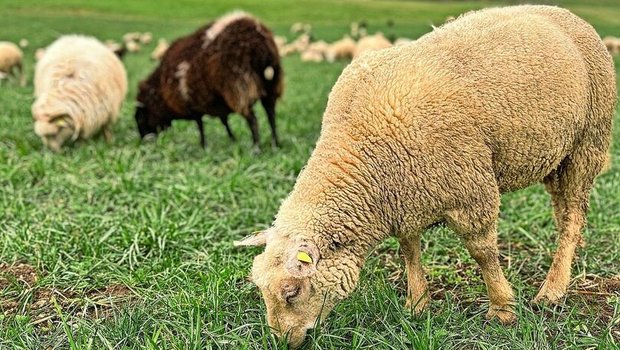 Ein Schaf hält den Kopf zu Boden und frisst Gras auf der Weide.