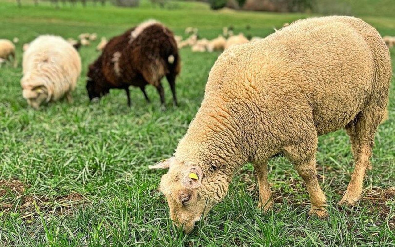 Ein Schaf hält den Kopf zu Boden und frisst Gras auf der Weide.