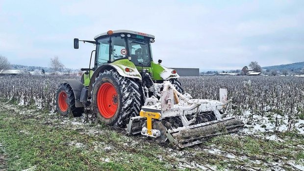 Wenn die Gründüngung nicht abfrieren will, können an einem kalten Morgen mit einer Walze oder Scheibenegge die Pflanzen verletzt werden.