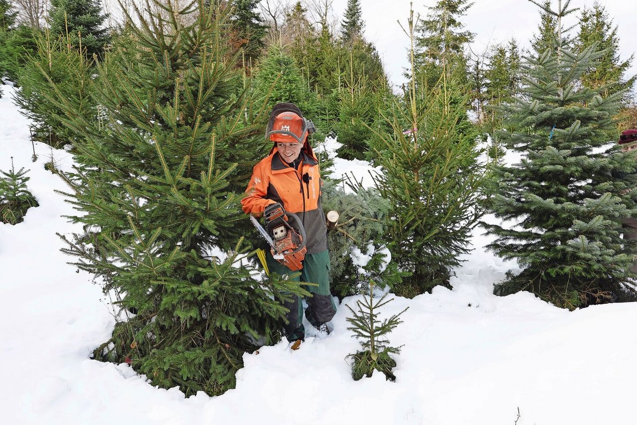 Landwirtin Rahel Joss vom Gysi-Hof trägt eine frisch geschlagene Nordmanntanne aus dem Bestand. Je nach Grösse dauert es sieben bis zwölf Jahre, bis ein Weihnachtsbaum im Wohnzimmer steht.