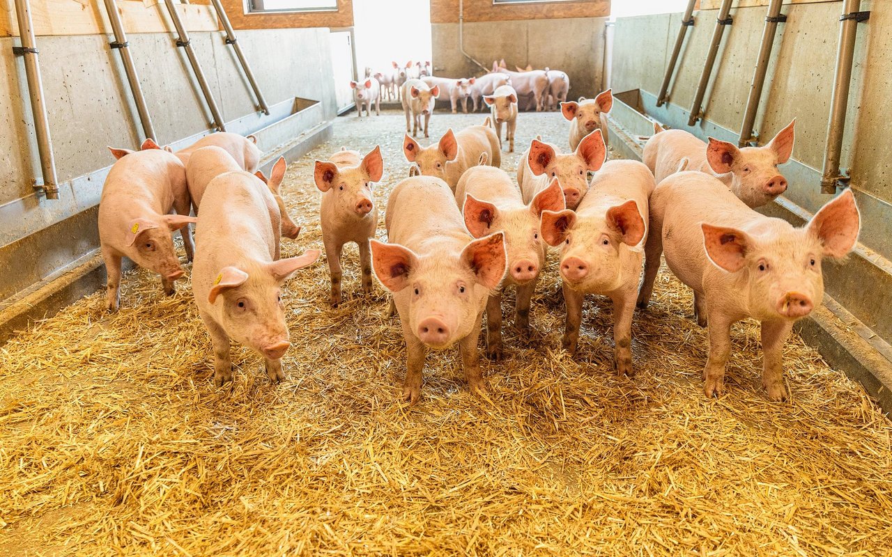 Die Schweine in Michael Langs Stall erhalten Trockenfütterung. Das zwingt die Tiere, langsamer zu fressen. Räuberische Schweine haben ausserdem weniger Erfolg, das Futter wegzufressen.